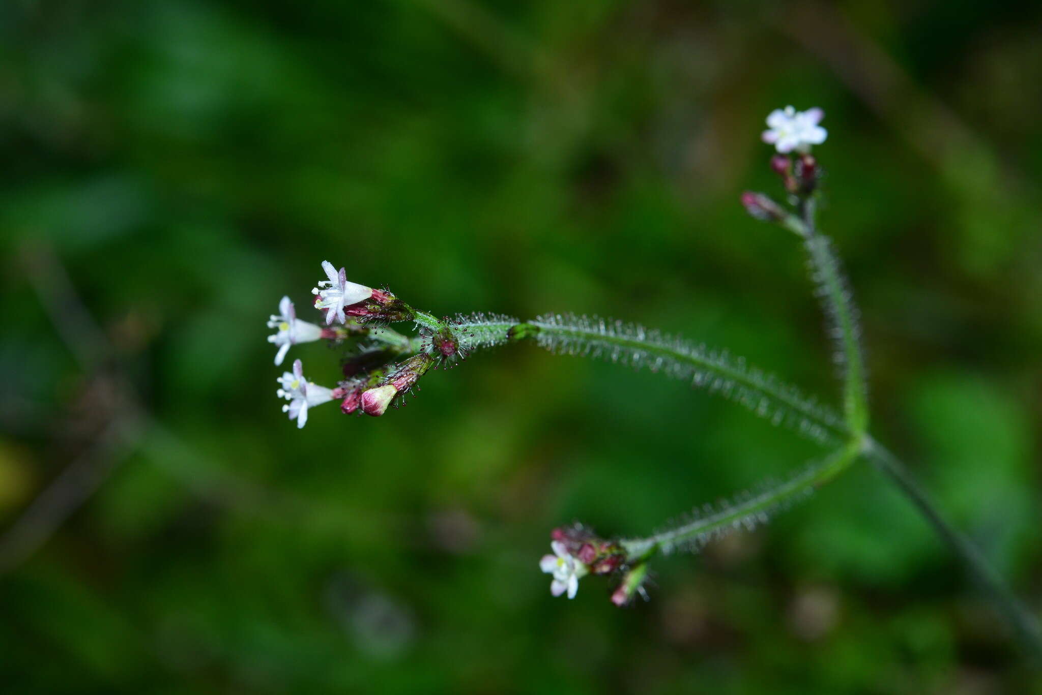 Image of Triplostegia glandulifera Wall.