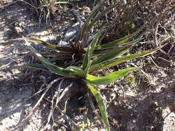 Image of Hypoxis setosa Baker