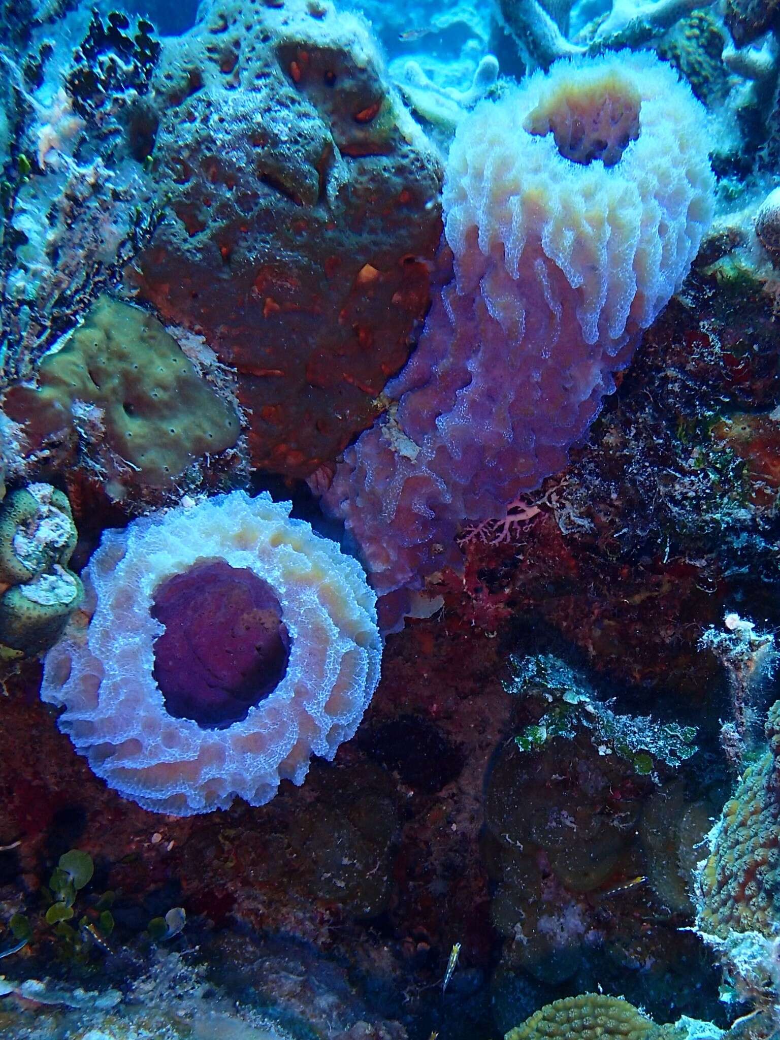 Image of Azure Vase Sponge