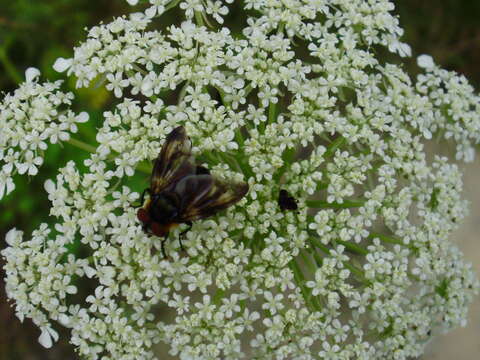 Image of Phasia hemiptera (Fabricius 1794)