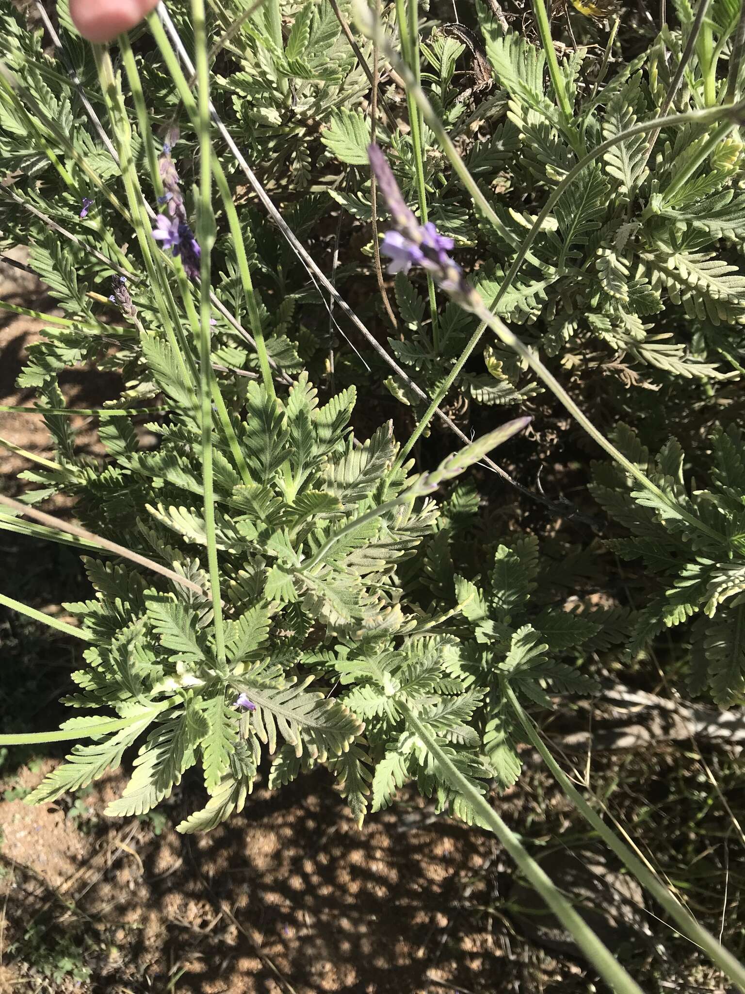 Image of Lavandula minutolii Bolle