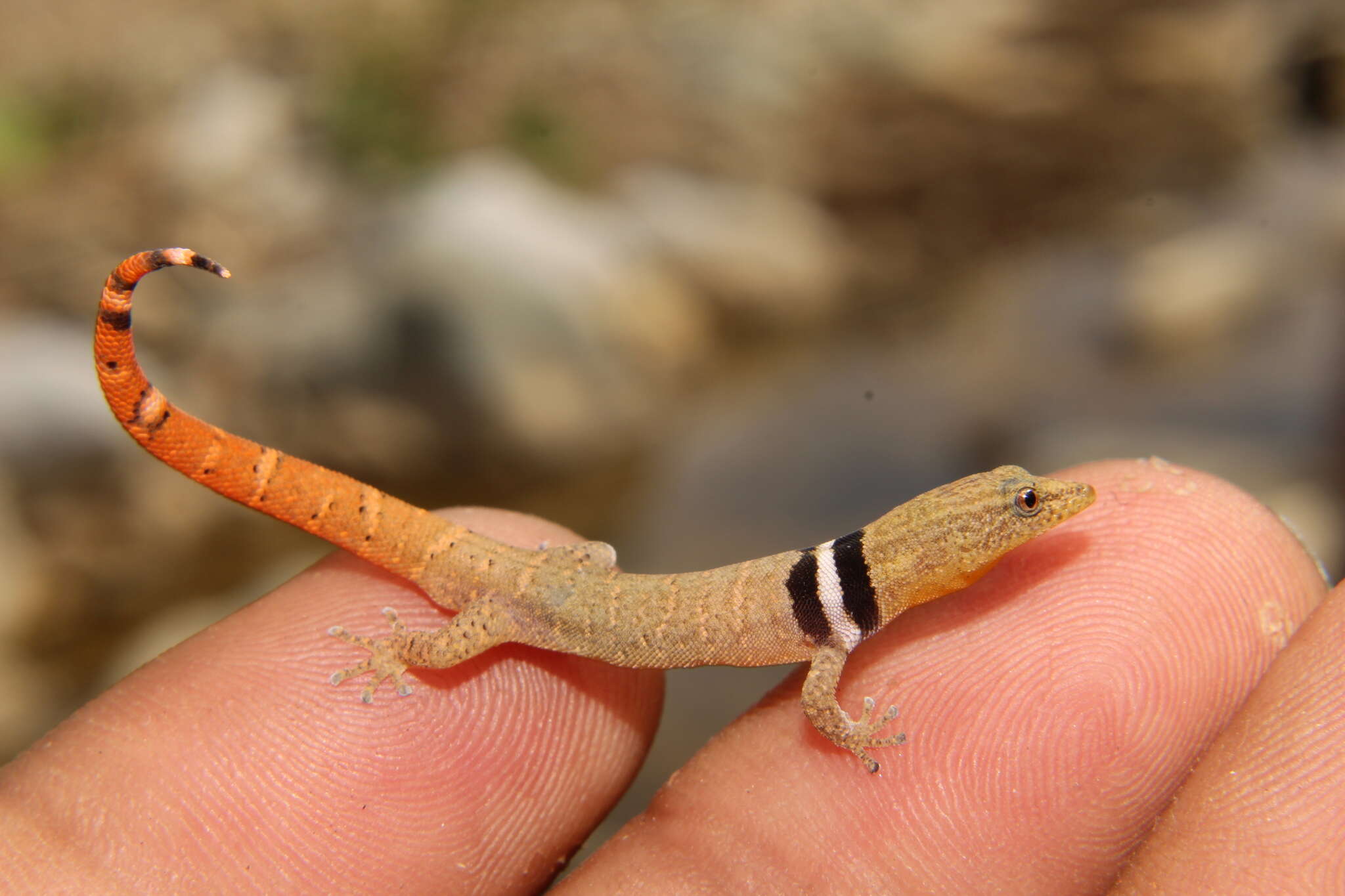 Image of Least Gecko