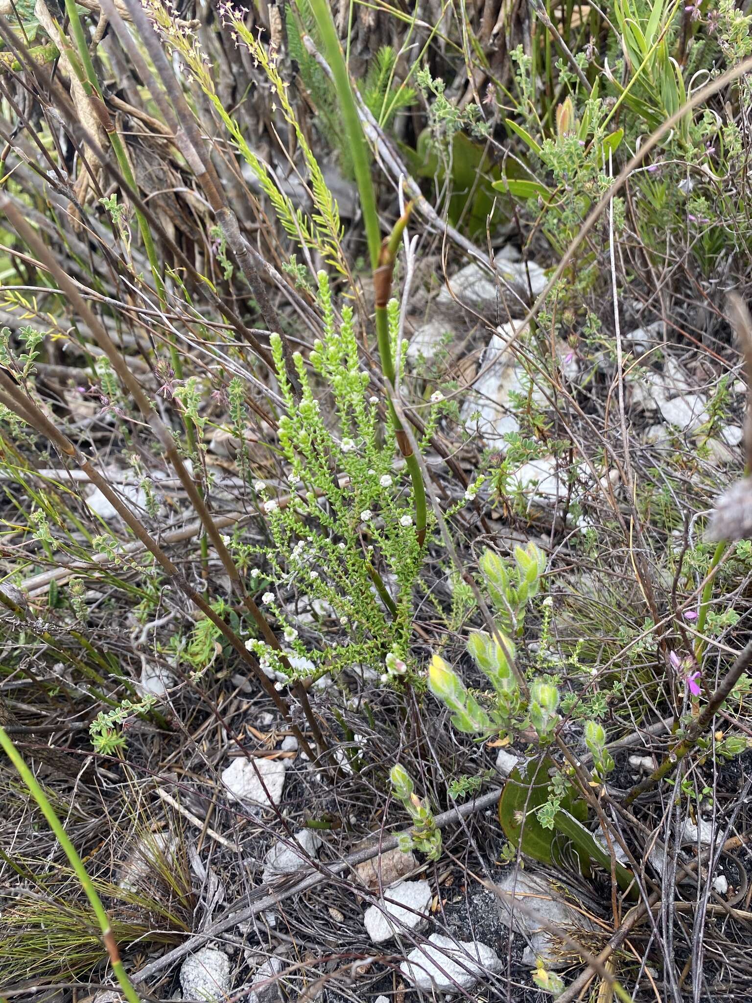 Image of Phylica humilis Sond.