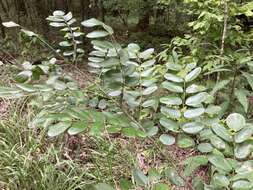 Image of shining false indigo