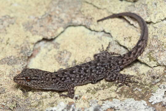 Image of Brazilian Naked-toed Gecko