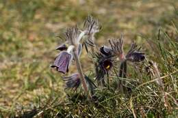 Pulsatilla pratensis (L.) Miller resmi