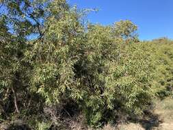 Image of Eucalyptus lateritica M. I. H. Brooker & S. D. Hopper