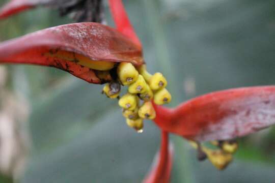 Image de Heliconia collinsiana Griggs