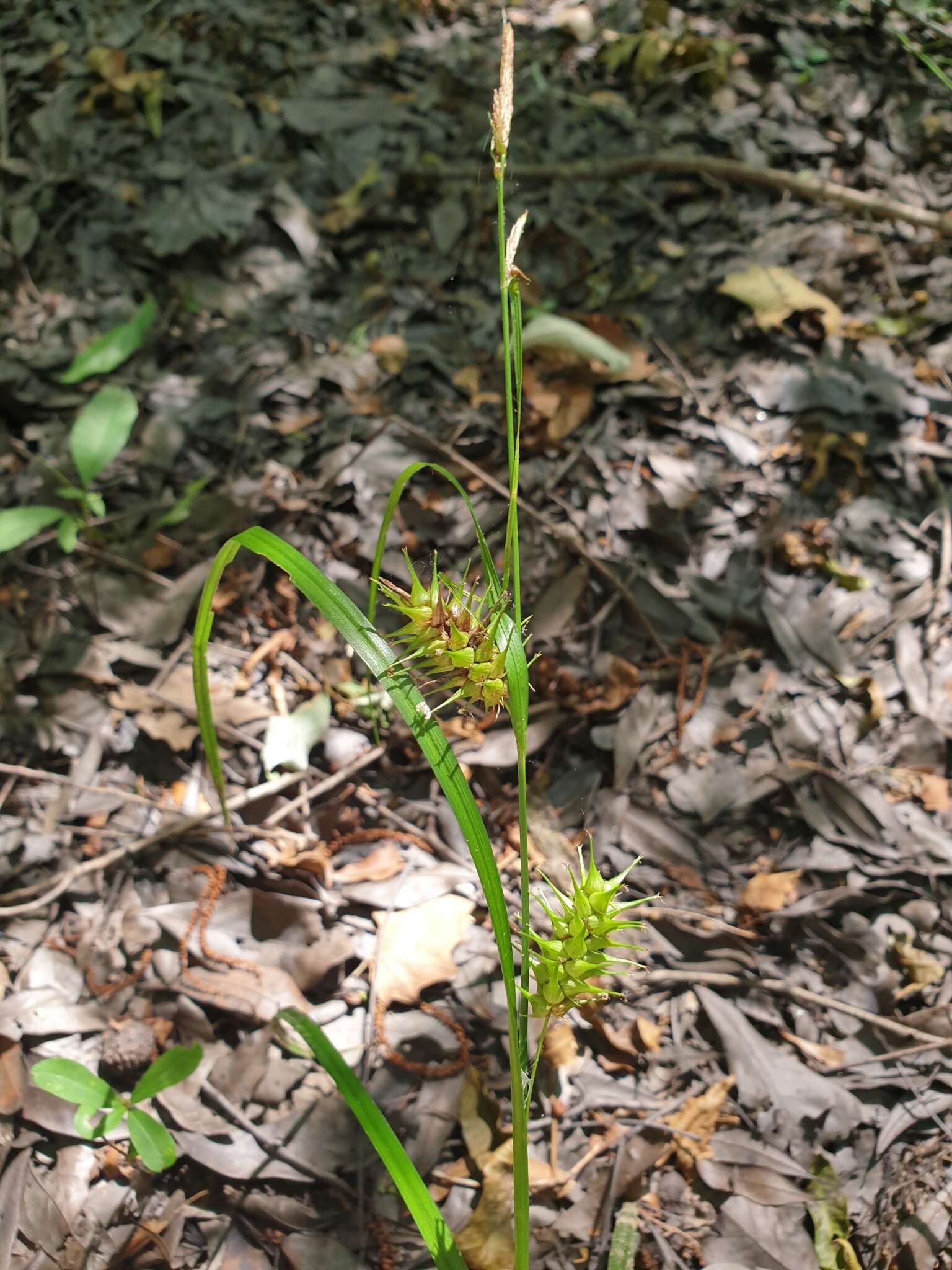 Image de Carex gigantea Rudge