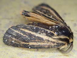 Image of southern tiger moth