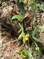 Plancia ëd Zornia latifolia Sm.