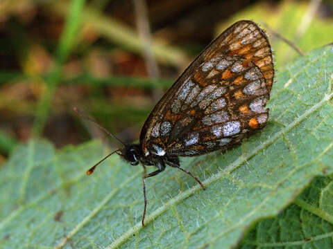 Image of Melitaea britomartis Assmann 1847