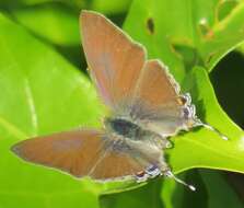 Слика од Hypolycaena philippus philippus