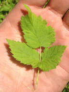 Image of White-Stem Raspberry