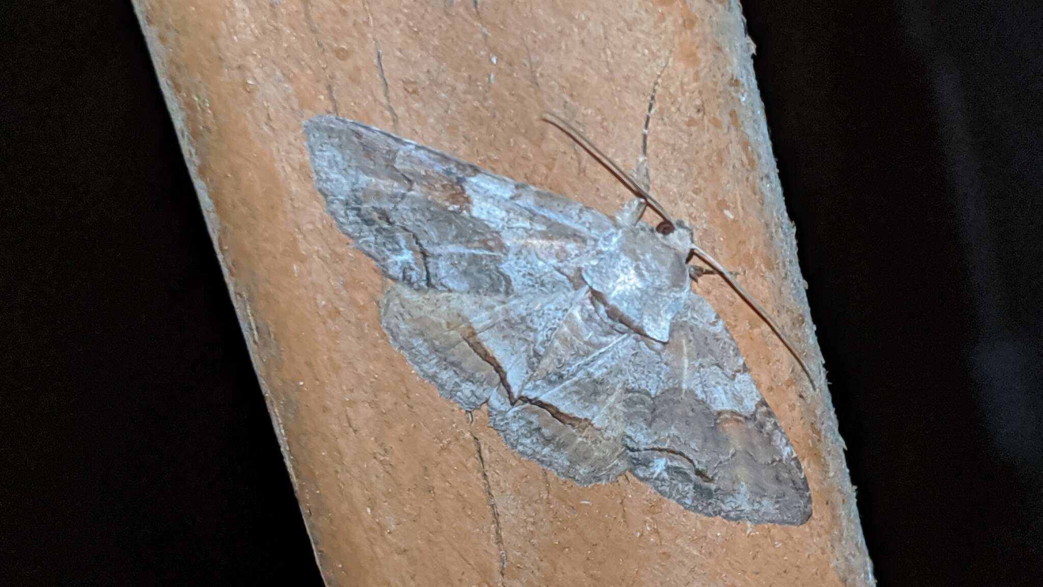 Image of Gray-banded Zale Moth