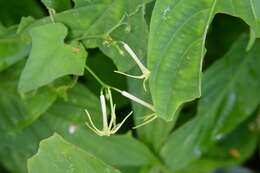 Image of Cyclanthera filiformis (Kuntze) H. Schaef. & S. S. Renner