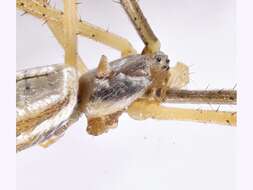 Image of Argiope protensa L. Koch 1872