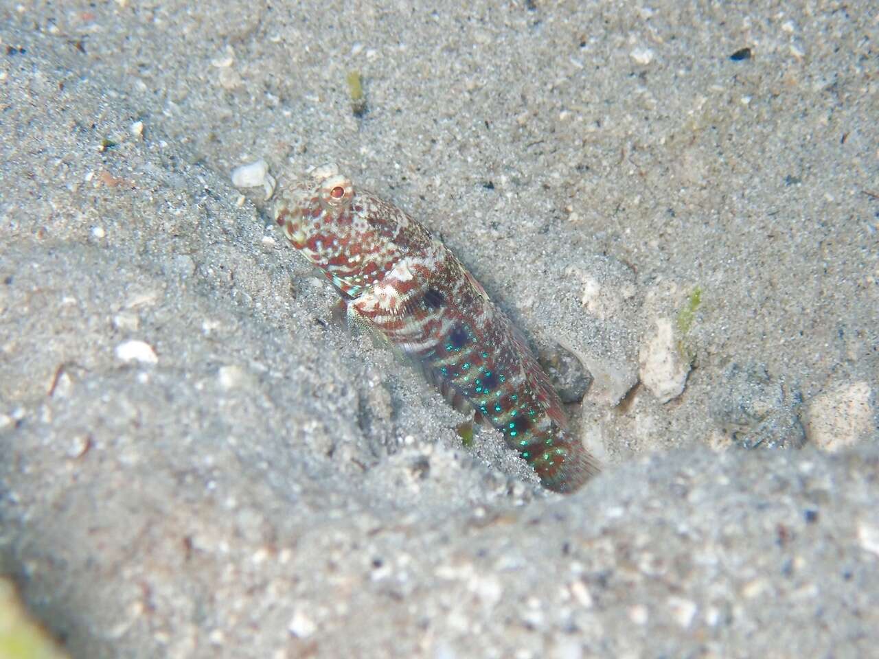 Image of Blue-speckled prawn-goby