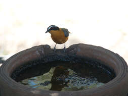 Image of Heuglin's Robin