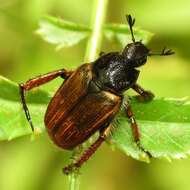 Image of Strigoderma pimalis Casey 1884