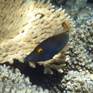 Image of Yellow-eyed leatherjacket