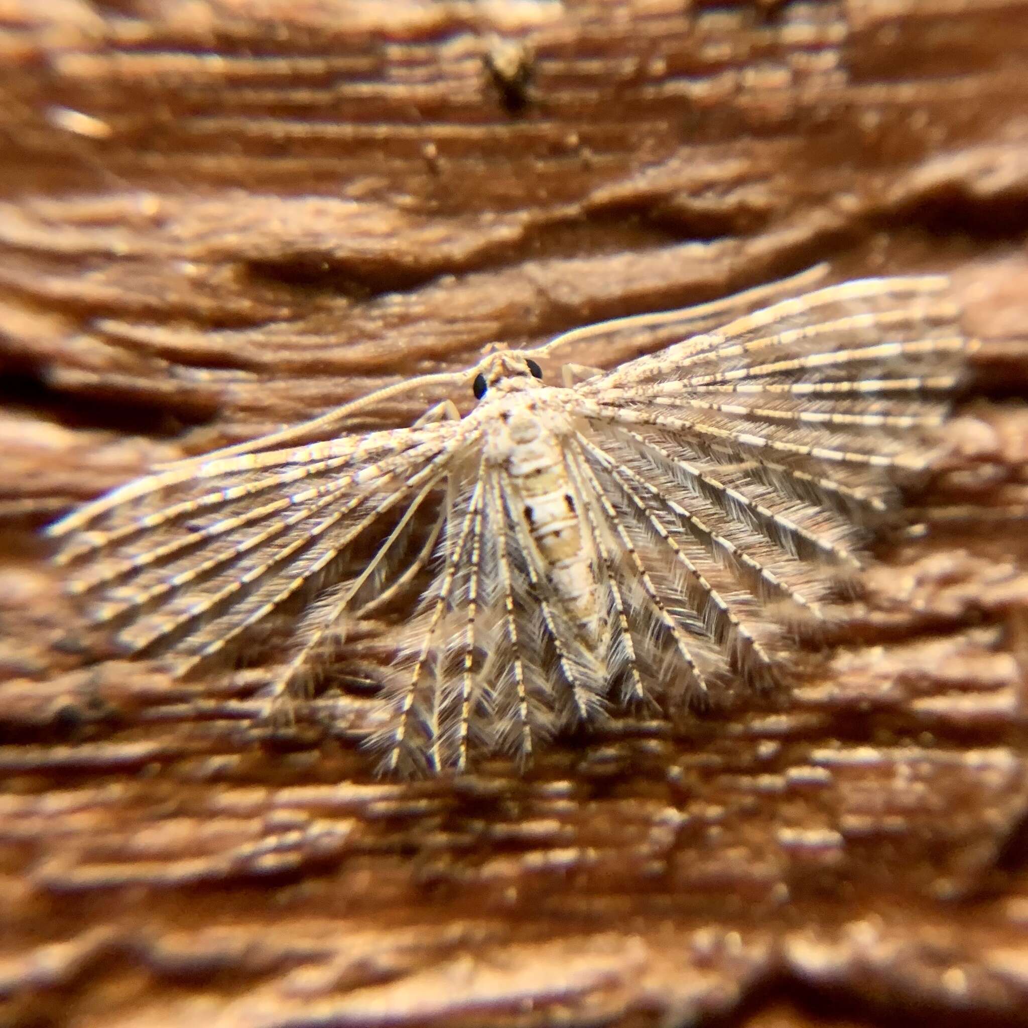 Image of Alucita pygmaea Meyrick 1890