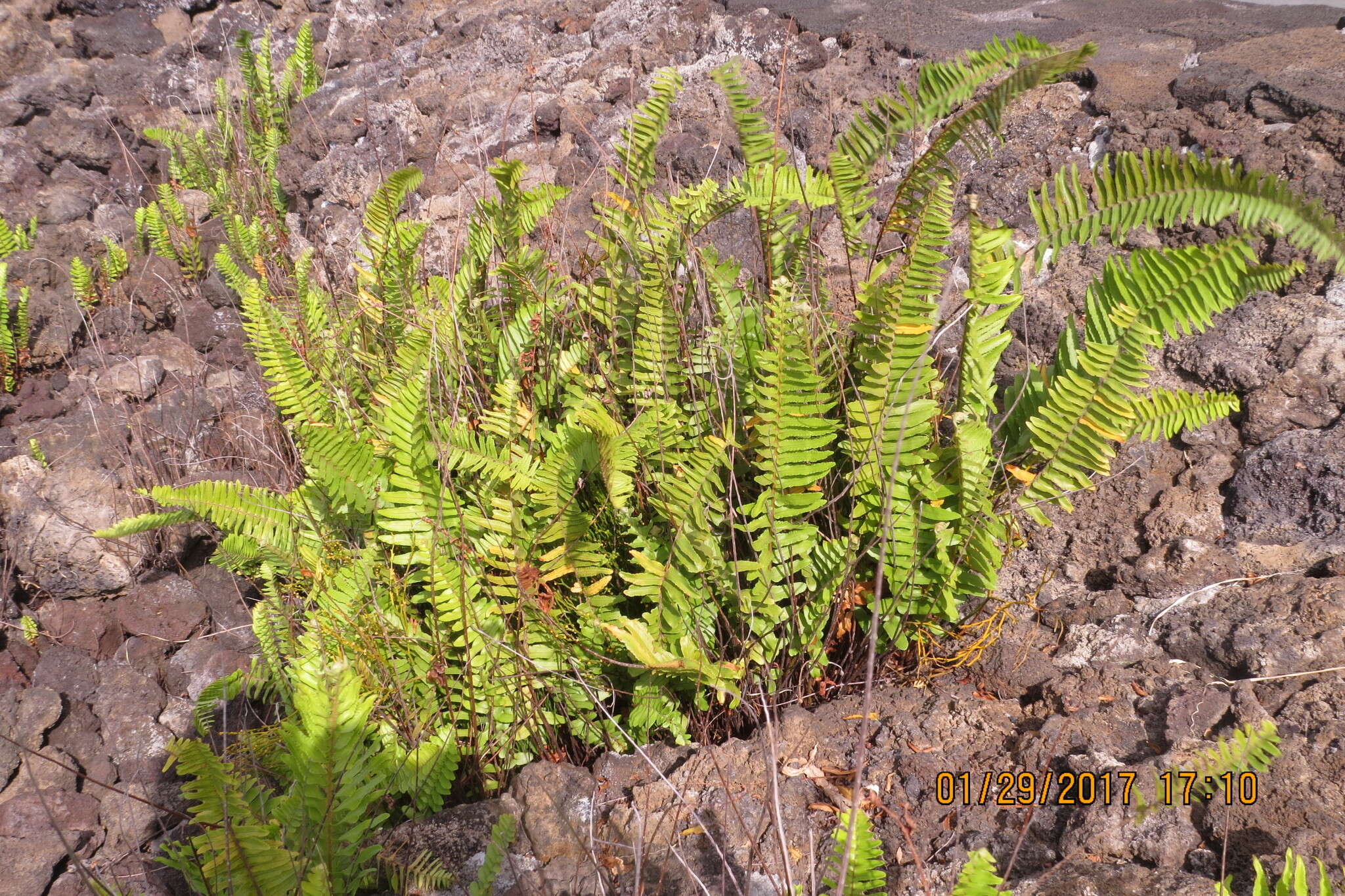 Image of Asian sword fern