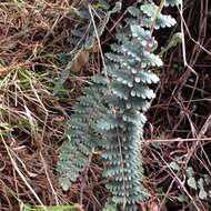 Image of golden lipfern