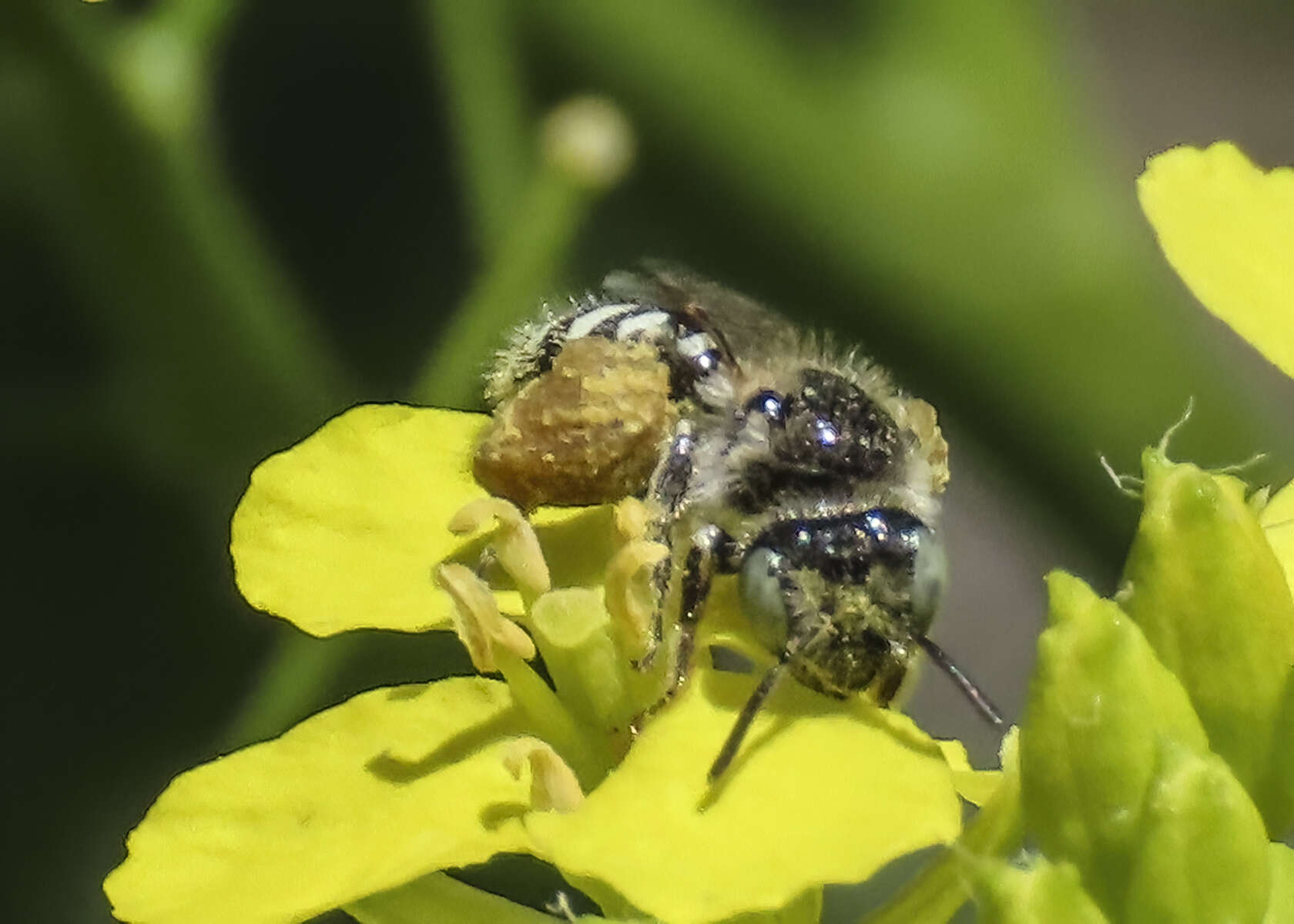 Image of Calliopsis personata Cockerell 1897