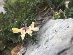 صورة Astragalus nankotaizanensis Sasaki