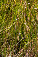 Image of Eriocaulon dregei Hochst.