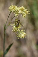 Image of Yellow Woodrush