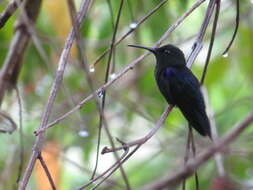 Image of Crowned Woodnymph