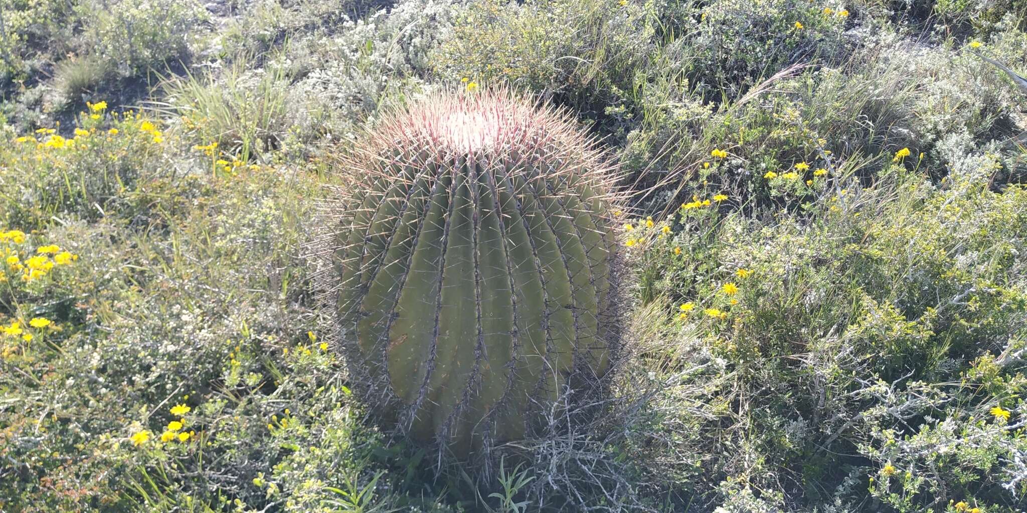 Image of Ferocactus haematacanthus (Muehlenpf.) Britton & Rose