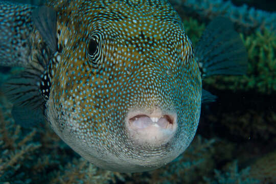 Image of Blue-spotted Puffer