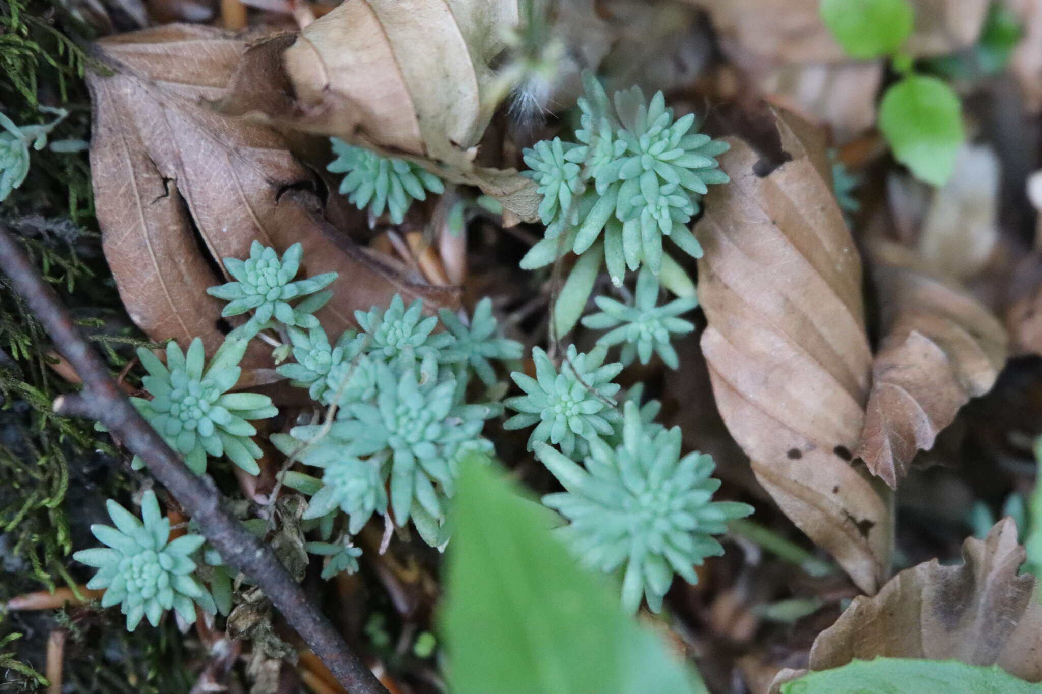 Sedum hispanicum L. resmi