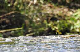 Image of Japanese Rat Snake