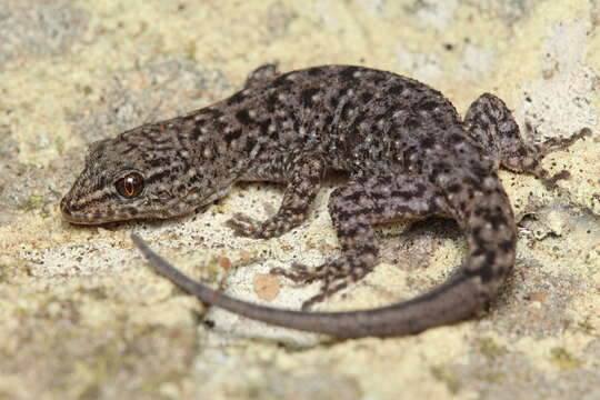 Image of Brazilian Naked-toed Gecko