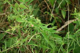 صورة Tragia urticifolia Michx.