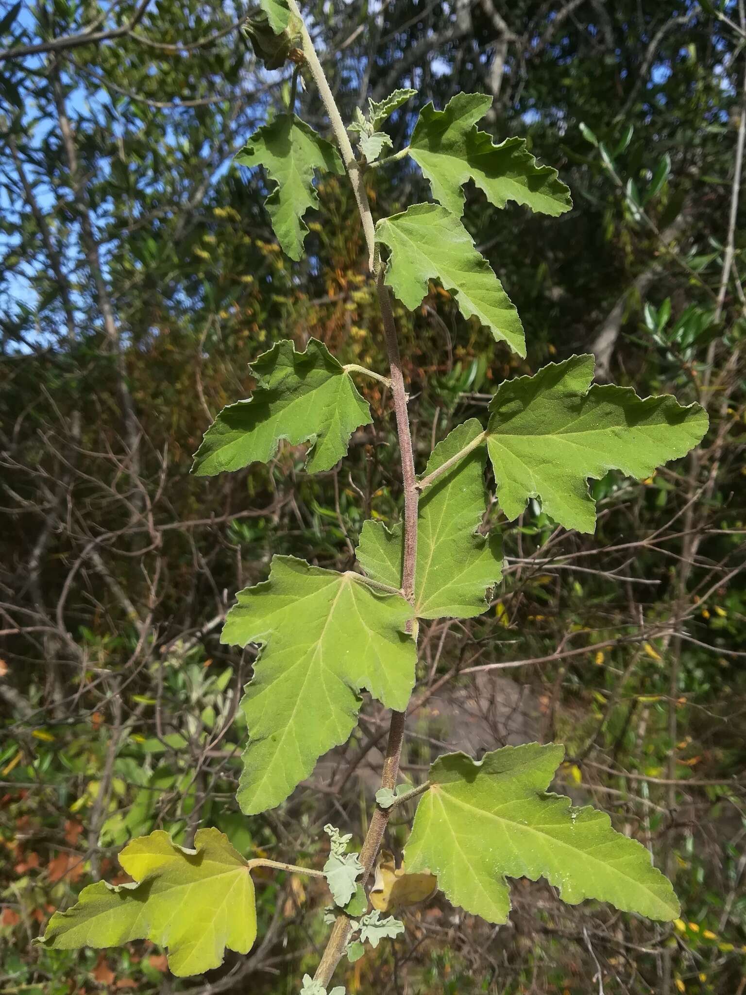 Image of Malva olbia (L.) Alef.