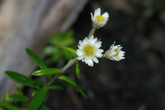 Image of <i>Anaphalioides subrigida</i>