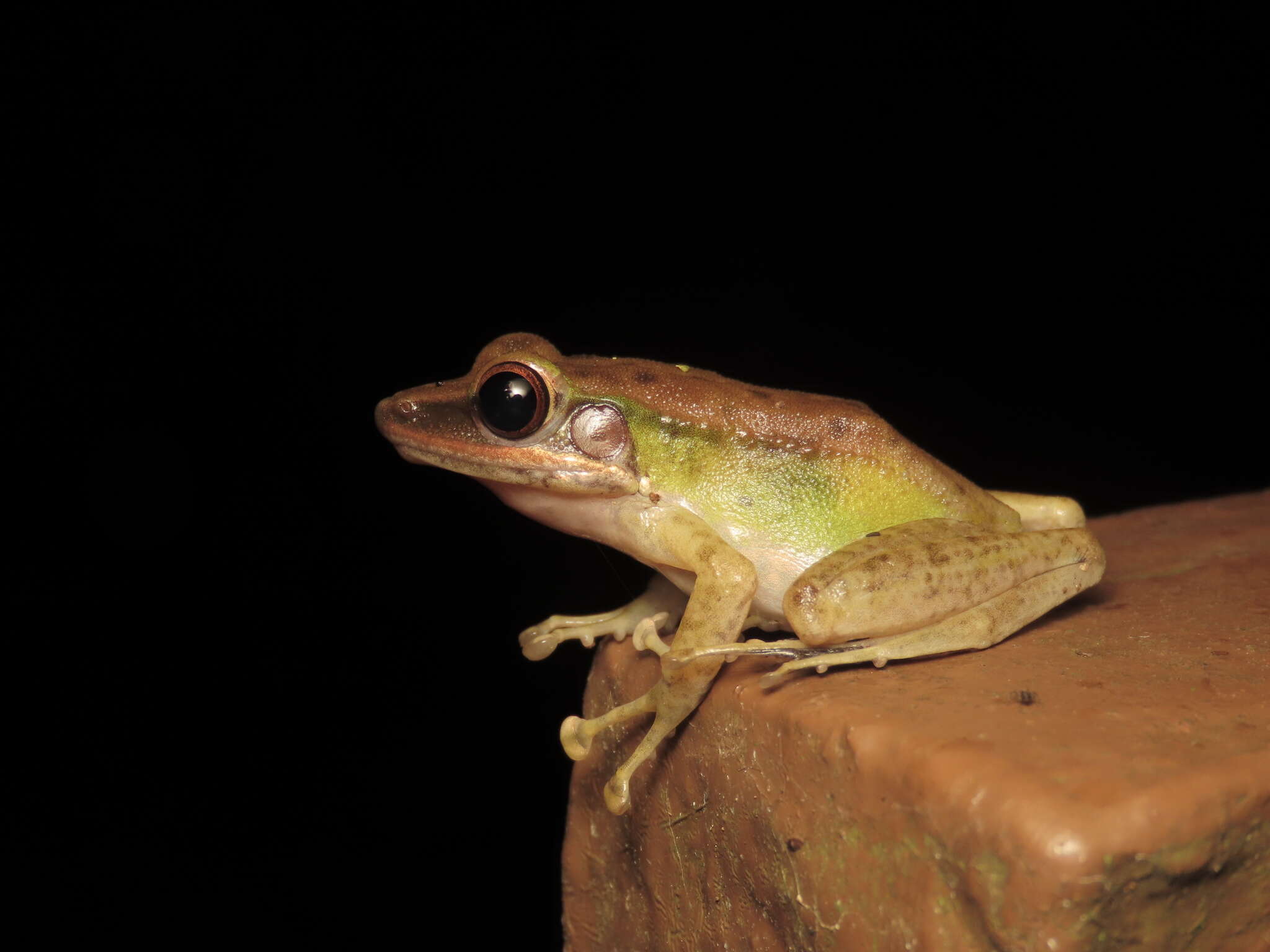 Image of Chalcorana megalonesa (Inger, Stuart & Iskandar 2009)