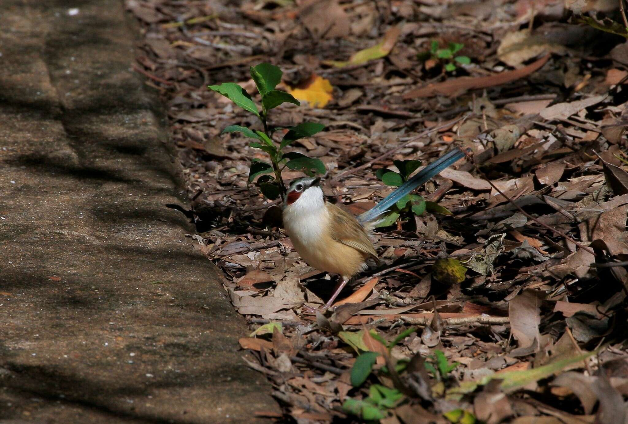 Image of Lilac-crowned Wren