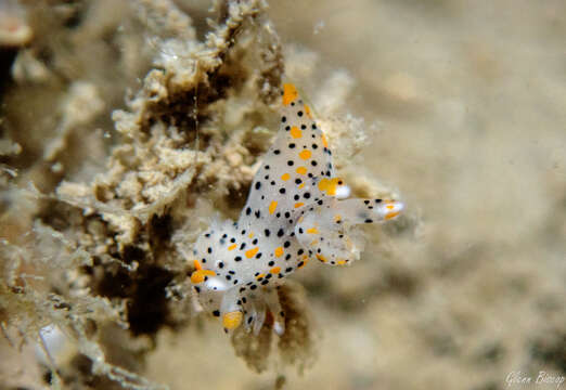 Image of Sea slug