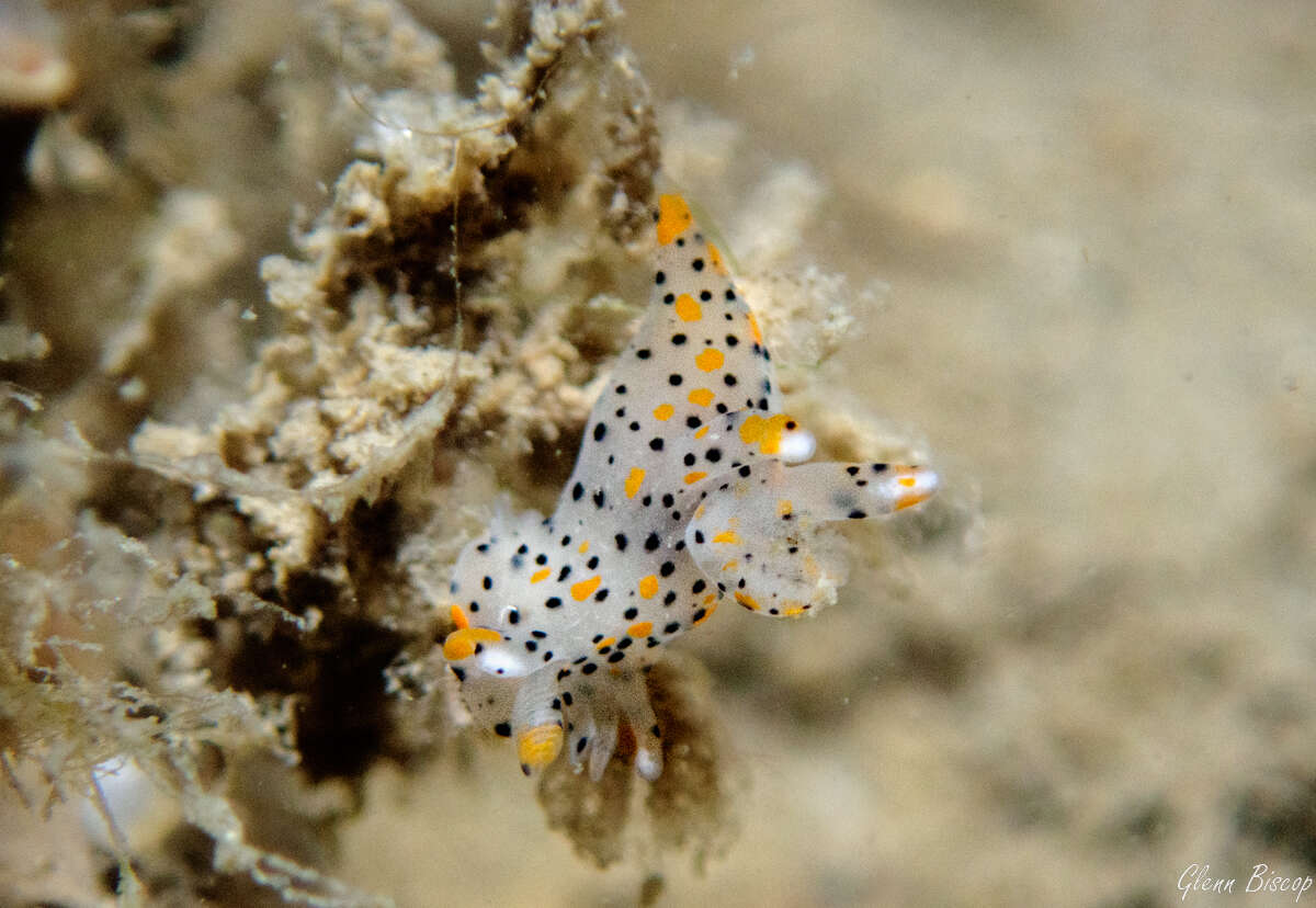 Image of Sea slug