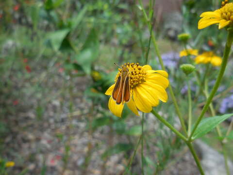 Image of Orange Skipperling