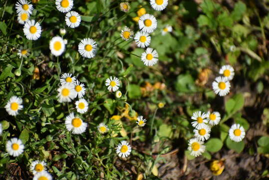 Image of Corpus Christi fleabane