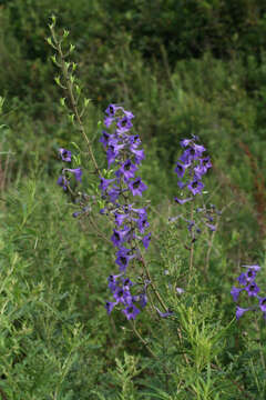 Image of Delphinium maackianum Regel