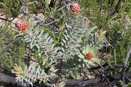 Image of Yellow bush