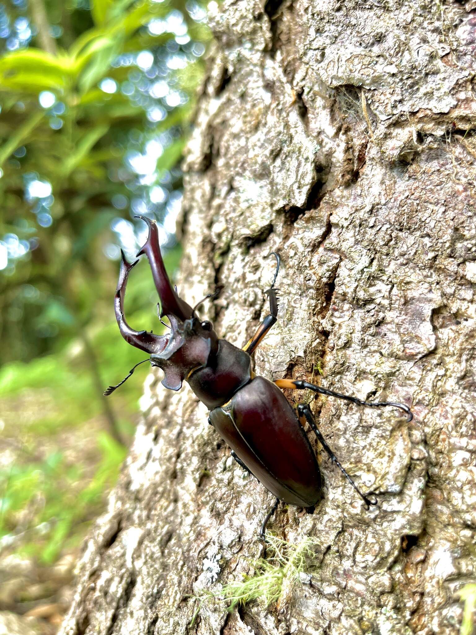 Image of Lucanus formosanus Planet 1899